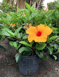 Tequila Hibiscus